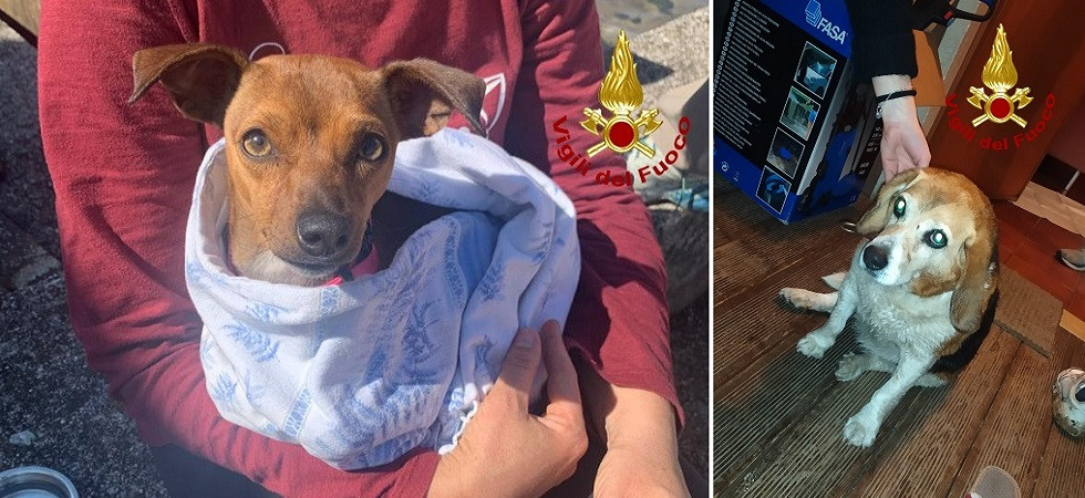 Due cagnolini salvati dai vigili del fuoco: la piccola Mia era rimasta bloccata in un tubo di scarico
